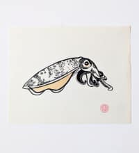 Bigfin-squid